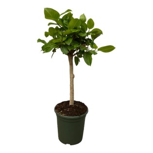 Ficus Altissimo Variegata - 100 Cm - Ø21Cm
