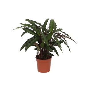 Calathea Elgergrass - 70Cm - Ø17Cm