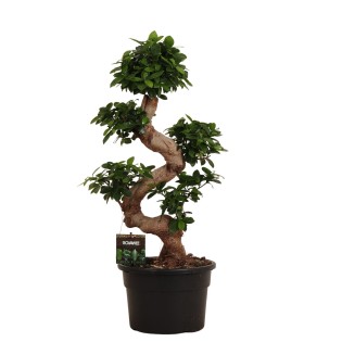 Ficus Microcarpa Ginseng - 80 Cm - Ø23Cm