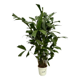 Caryota Mitis - 120 Cm - Ø21Cm