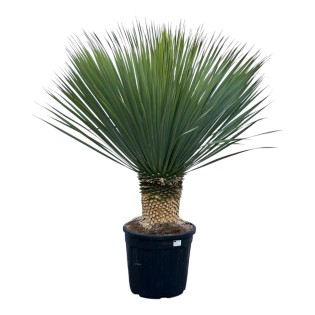 Yucca Rostrata - 140 Cm - Ø45