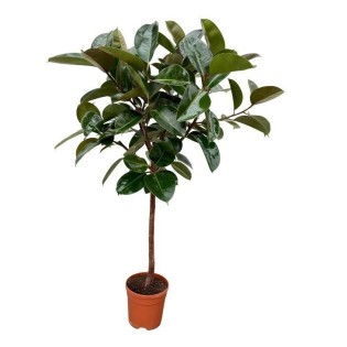 Ficus Elastica Robusta Trunk - 130 Cm - Ø24Cm