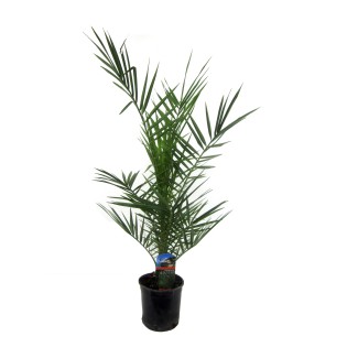 Phoenix Canariensis - 80 Cm - Ø14Cm