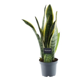 Sansevieria Laurentii - 45 Cm - Ø12