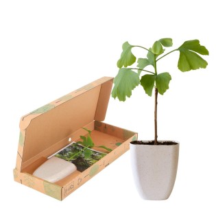 Tree Of Life - Ginkgo Biloba In Letterbox Box With Information Booklet