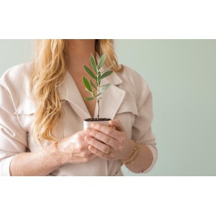 Mini Olive Tree In Letterbox Box With Information Booklet