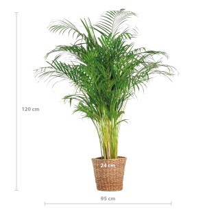 Areca Palm (Dypsis) Xl With Basket Torun - 120Cm - Ø24