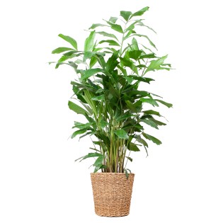 Caryota Mitis Xl With Basket Torun  - 130Cm - Ø24