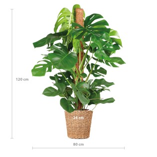 Monstera Deliciosa Xl  With Basket Torun - 120Cm - Ø24