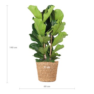 Ficus Lyrata Xl With Basket Torun - 140Cm - Ø27