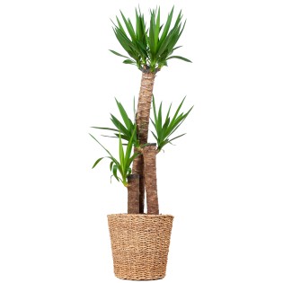 Yucca Xl With Basket Torun - 125Cm - Ø24
