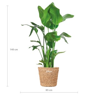 Strelitzia Nicolai Xl With Basket Torun  - 140Cm - Ø27