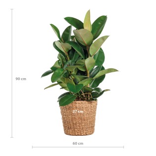 Ficus Elastica Robusta Xl With Basket Torun - 90Cm - Ø27