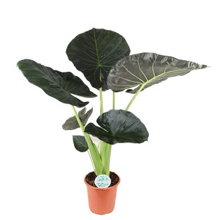 Alocasia Regal Shield Ø24Cm - ↕110Cm