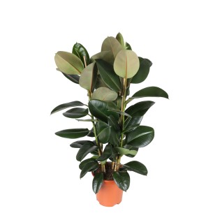 Ficus Elastica Robusta Ø27Cm - ↕115Cm