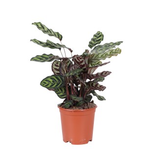 Calathea Makoyana Ø21Cm - ↕70Cm