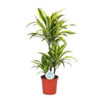Dracaena Lemon Lime Ø21Cm - ↕65Cm