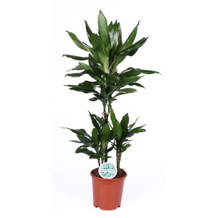 Dracaena Janet Lind Ø21Cm - ↕90Cm