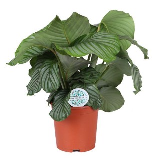 Calathea Orbifolia Ø21Cm - ↕70Cm