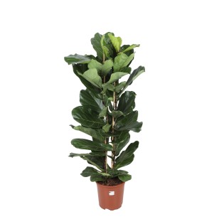 Ficus Lyrata (2 Touffe)