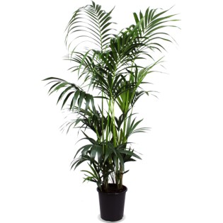 Kentia Palm