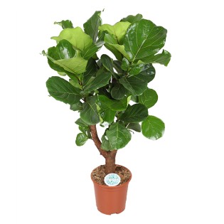 Ficus Lyrata (Branched)