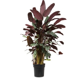 Ctenanthe Oppenheimiana