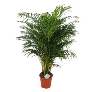Dypsis Lutescens (Areca Palm)