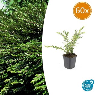 Lonicera Pileata - ↕10-25Cm - Ø9Cm