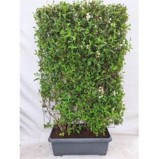 Weigela 'Rosea' - Weigela - Ready-Made Hedge - 120 X 180 Cm