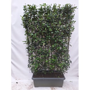 Photinia Fraseri 'Carré Rouge' - Ready-Made Hedge - 120 X 180 Cm