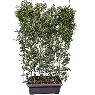 Viburnum Tinus - Ready-Made Hedge - 120 X 180 Cm
