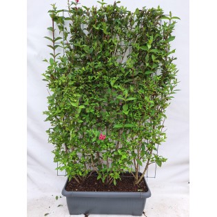 Weigela 'Bristol Ruby' - Weigela - Ready-Made Hedge - 120 X 180 Cm