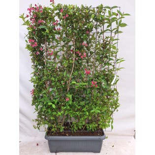 Weigela 'Newport Red' - Weigela - Ready-Made Hedge - 120 X 180 Cm