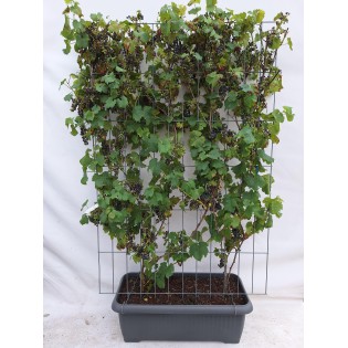 Vitis 'Boskoop Glory' - Ready-Made Hedge - 120 X 180 Cm