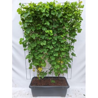 Vitis 'Himrod' - Seedless White Grape - Ready-Made Hedge - 120 X 180 Cm