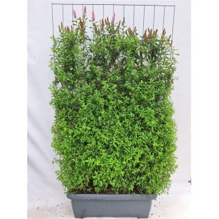 Spiraea Billardii - Ready-Made Hedge - 120 X 180 Cm