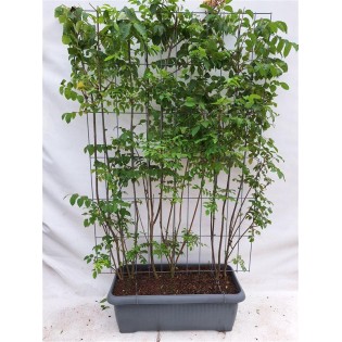 Tetradium Daniellii - Bee-Bee Tree - Ready-Made Hedge - 120 X 180 Cm