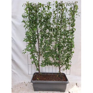 Prunus D. 'Opal' - Plum - Ready-Made Hedge - 120 X 180 Cm