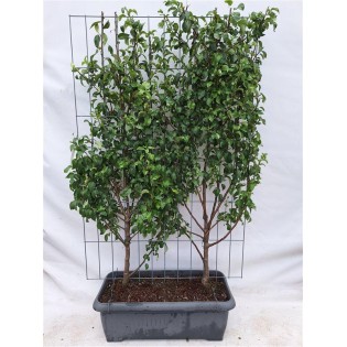 Pyrus C. 'Conference' - Pear - Ready-Made Hedge - 120 X 180 Cm