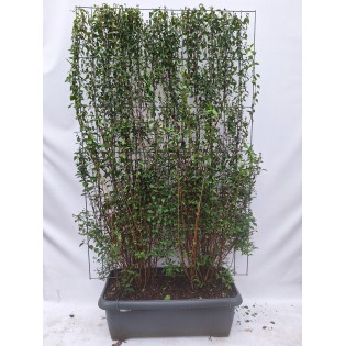 Philadelphus 'Lemoinei' - Ready-Made Hedge - 120 X 180 Cm