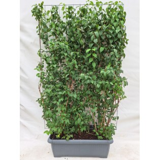 Philadelphus 'Virginal' - Ready-Made Hedge - 120 X 180 Cm