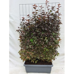 Physocarpus Opulif. Lady In Red - Ready-Made Hedge - 120 X 180 Cm