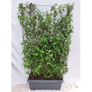 Deutzia Hybrida 'Mont Rose' - Ready-Made Hedge - 120 X 180 Cm