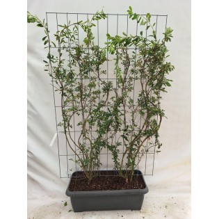 Exochorda 'The Bride' - Pearlbush - Ready-Made Hedge - 120 X 180 Cm