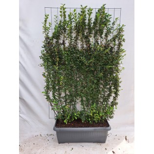 Cotoneaster Lucidus - Hege Cotoneaster - Ready-Made Hedge - 120 X 180 Cm