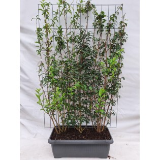 Forsythia Intermedia - Ready-Made Hedge - 120 X 180 Cm