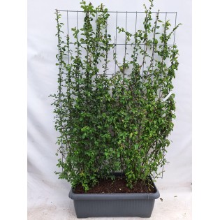 Chaenomeles Japonica - Japanese Quince - Ready-Made Hedge - 120 X 180 Cm