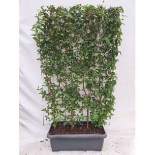Cornus Mas - Cornelian Cherry - Ready-Made Hedge - 120 X 180 Cm