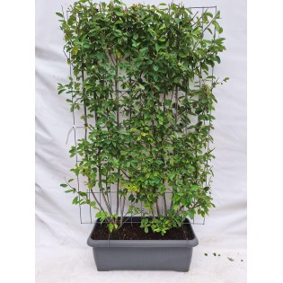 Amelanchier Lamarckii - Juneberry - Ready-Made Hedge - 120 X 180 Cm